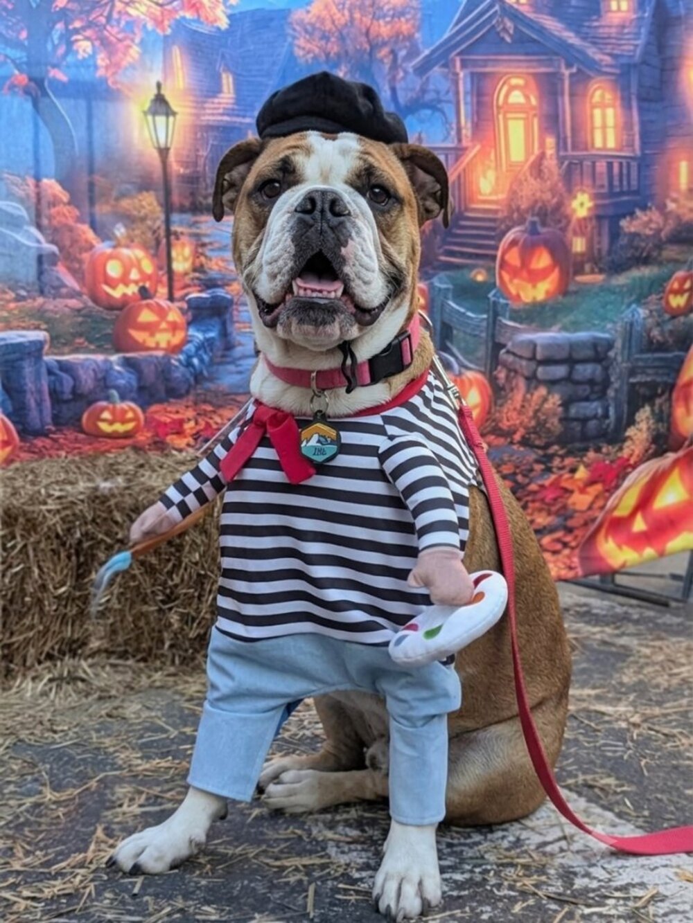 Frisco Front Walking French Artist Painter Pet Dog Costume XL Halloween Beret